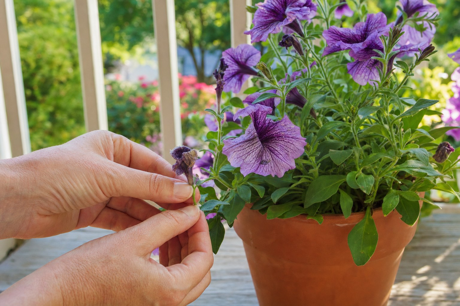 Hands removing a faded bloom from a purple petunia in a terracotta pot