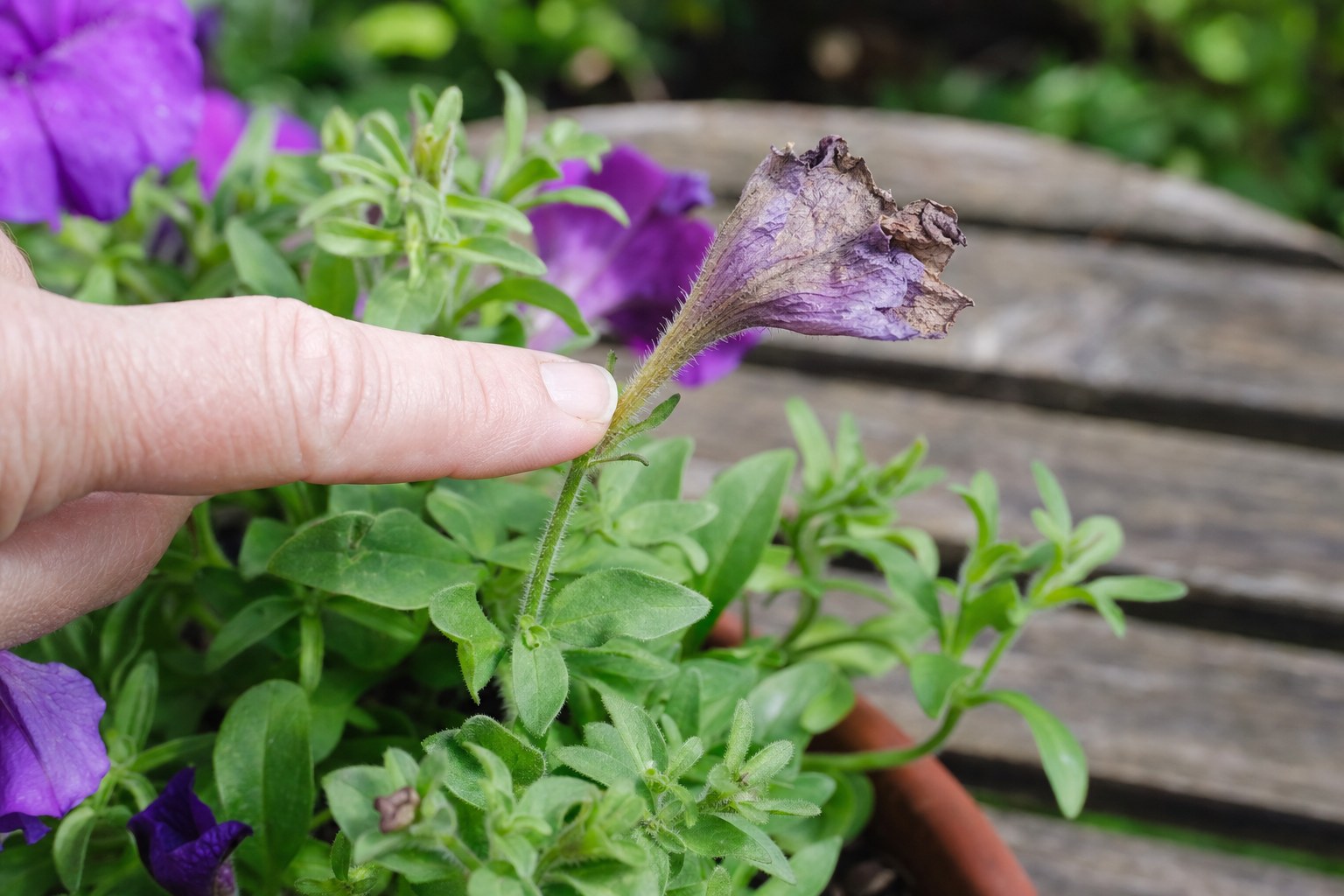 A faded petunia flower with a fingertip pointing to the small green base behind the bloom
