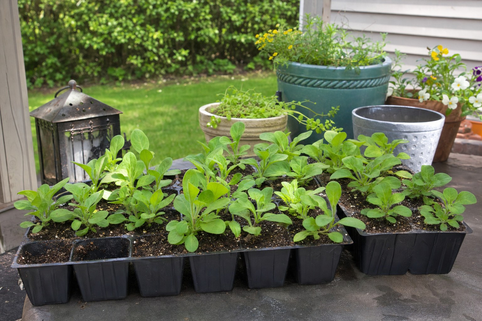 Young petunia plants outside on a sheltered porch during hardening off