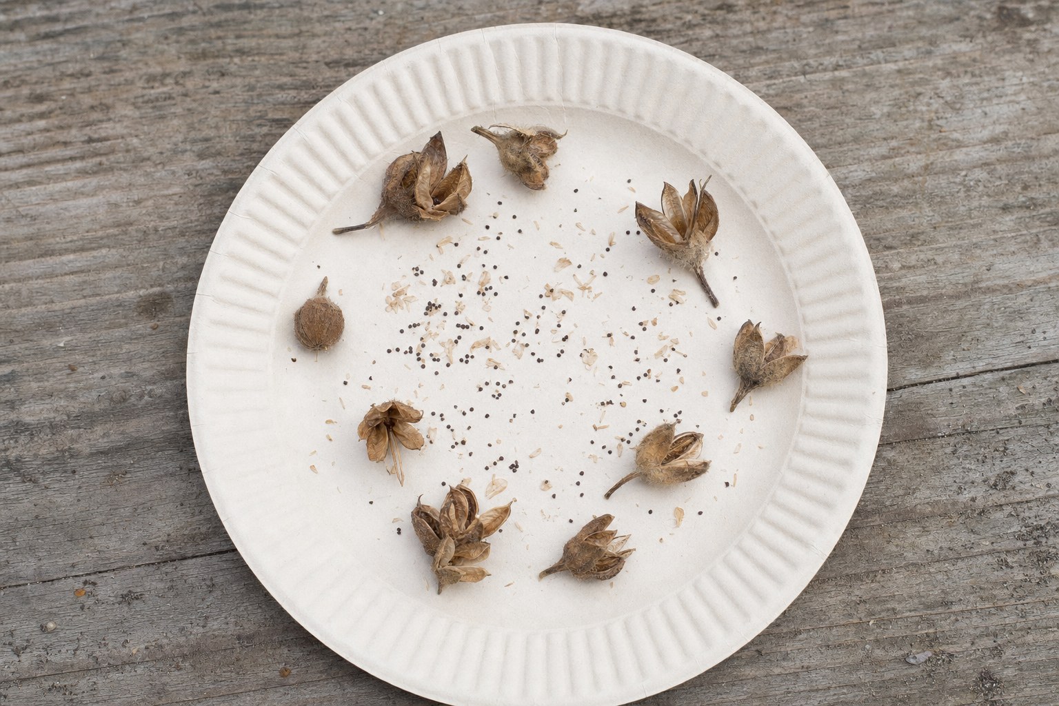 Opened dry petunia seed capsules and tiny dark seeds on a paper plate