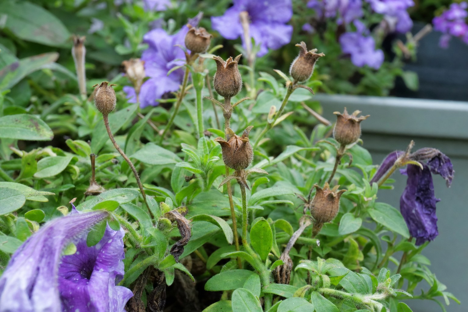 Dry brown petunia seed pods on a petunia plant among purple flowers