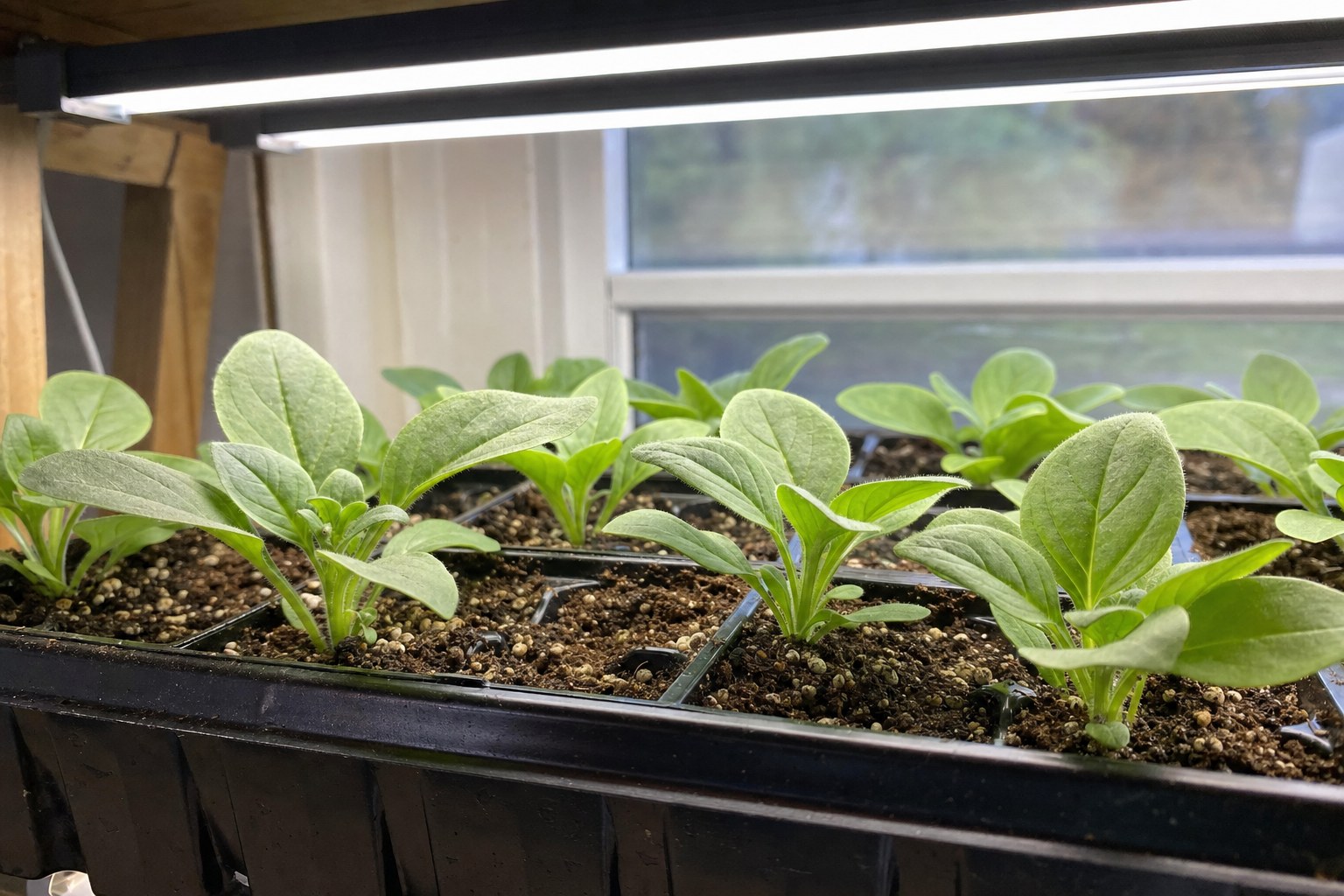Young petunia seedlings developing under an indoor grow light