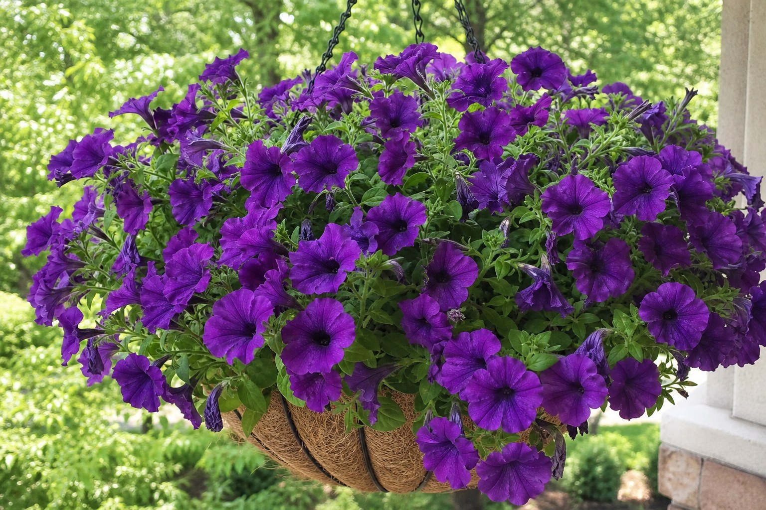 A refreshed hanging basket full of purple petunias on a sunny porch