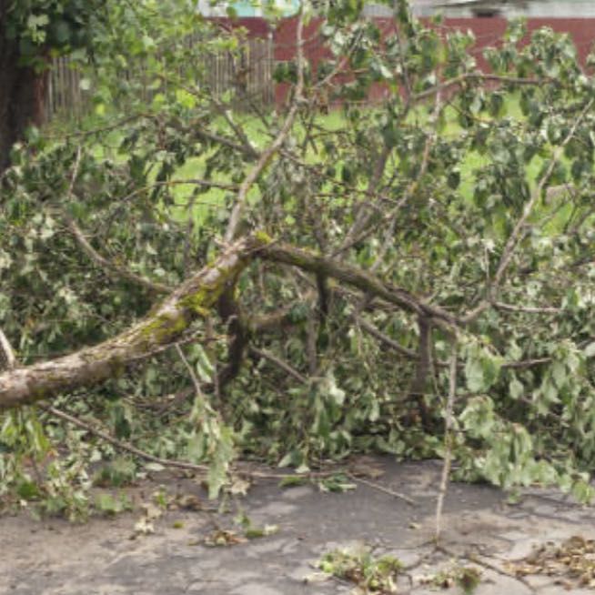 Branch removal by CHPL LLC