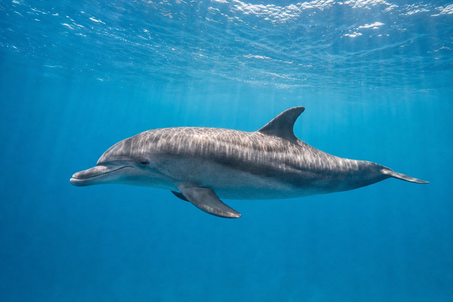 A dolphin gliding through blue water under dappled sunlight