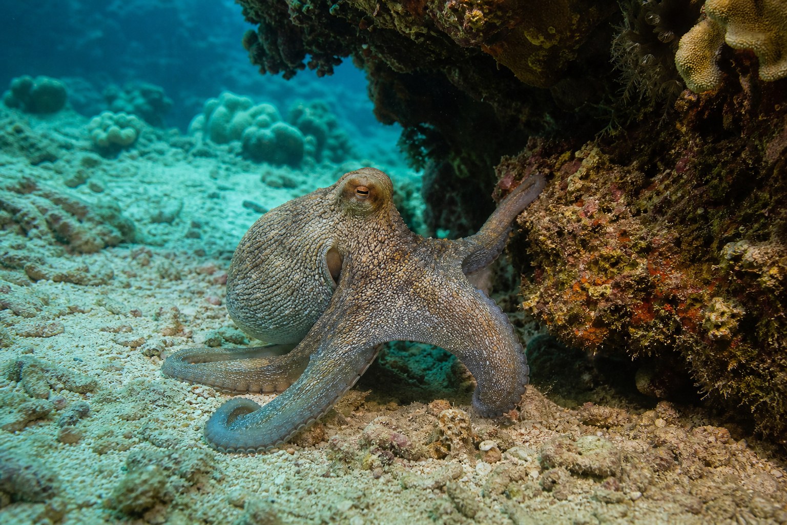 An octopus exploring a sheltered coral crevice