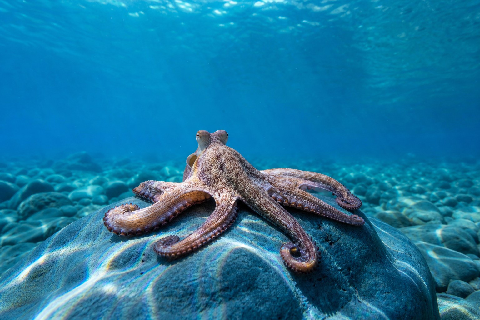 An octopus resting quietly on a sea-blue rock beneath dappled water