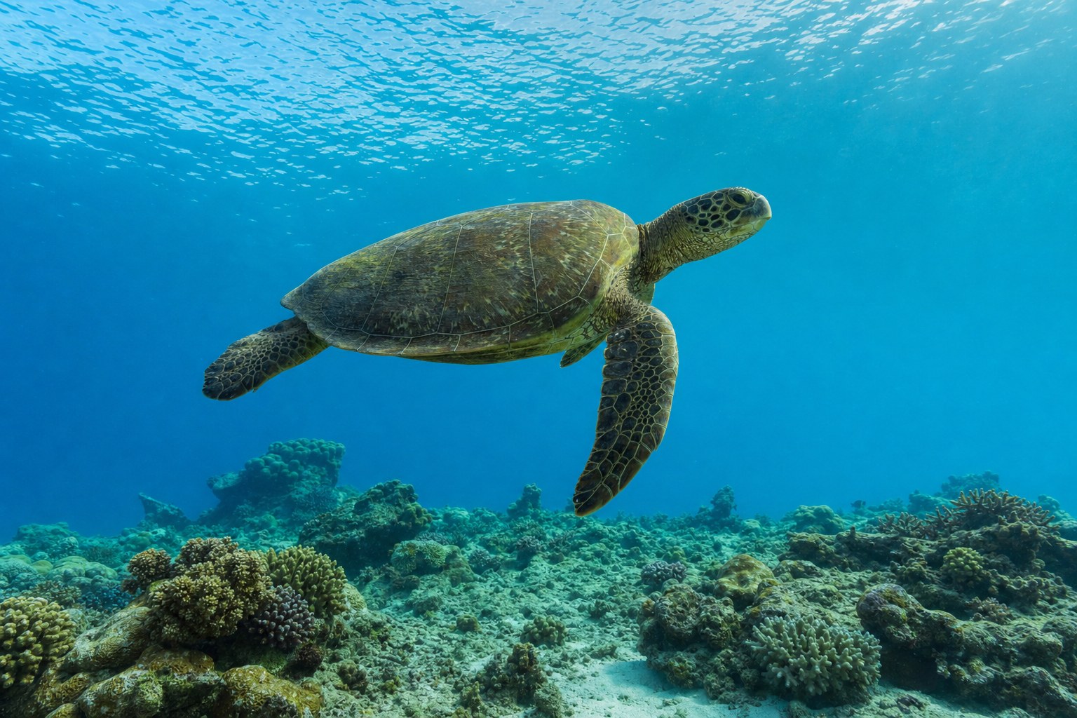 A green sea turtle gliding above a sunlit coral reef