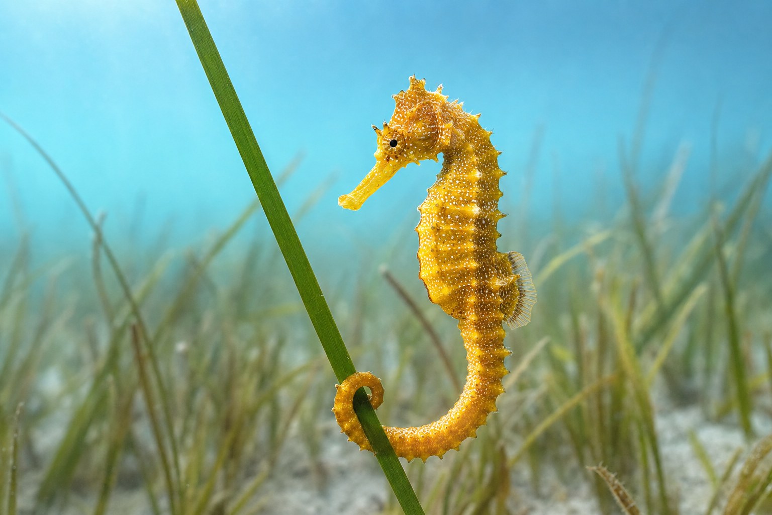 A golden-orange seahorse holding a strand of seagrass