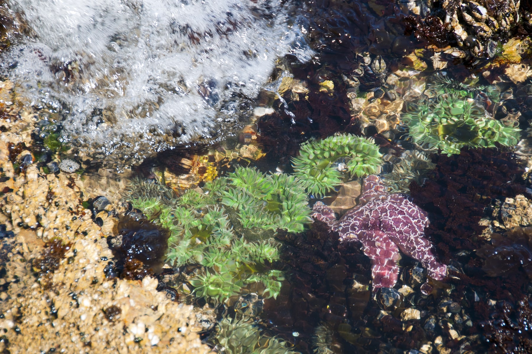Purple sea stars and green sea anemones in a rocky California tide pool