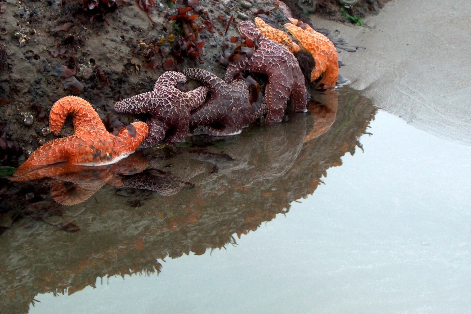 Bright orange and purple sea stars resting together at the edge of a tide pool