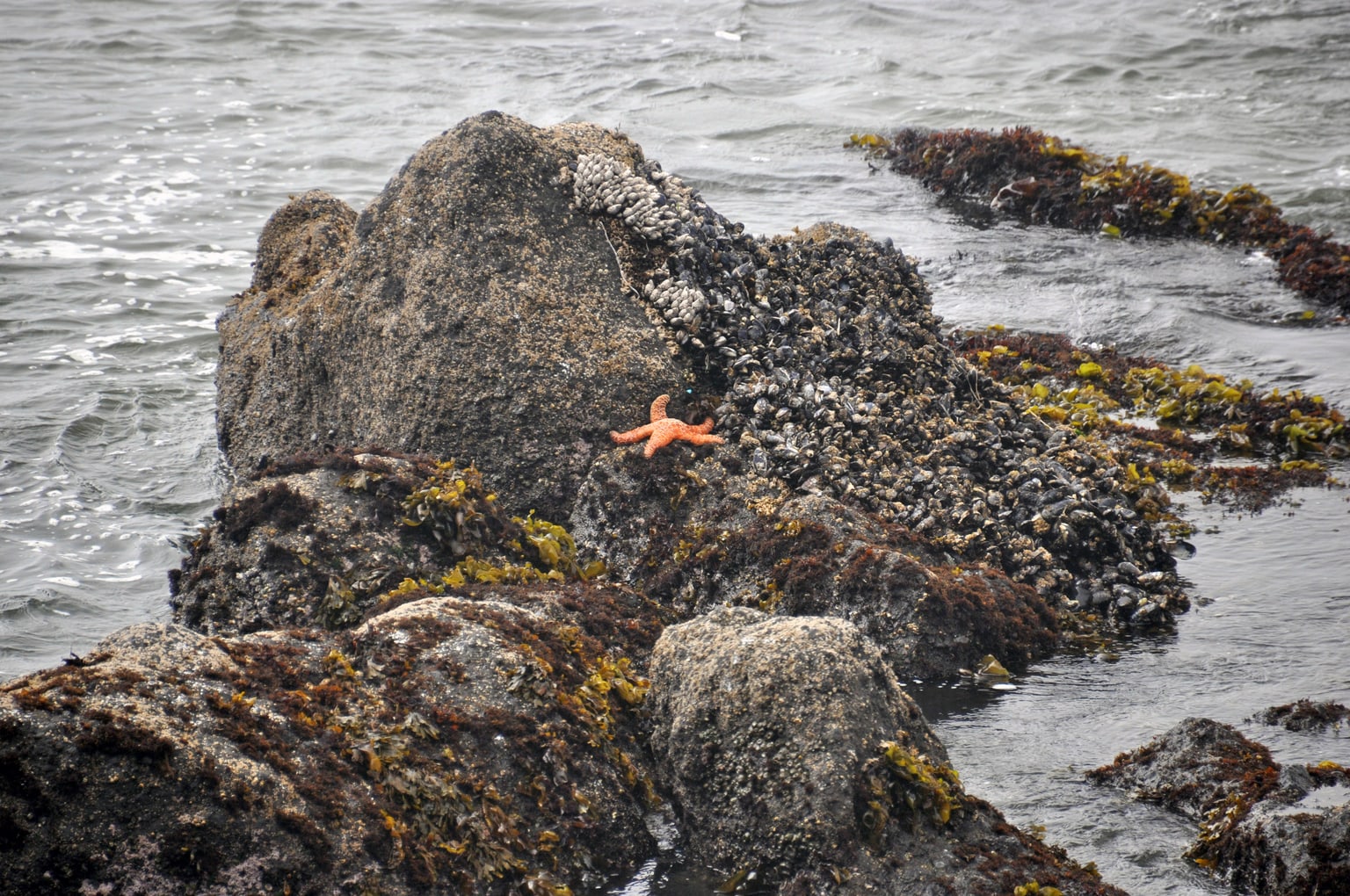 An orange sea star resting on a barnacle-covered coastal rock