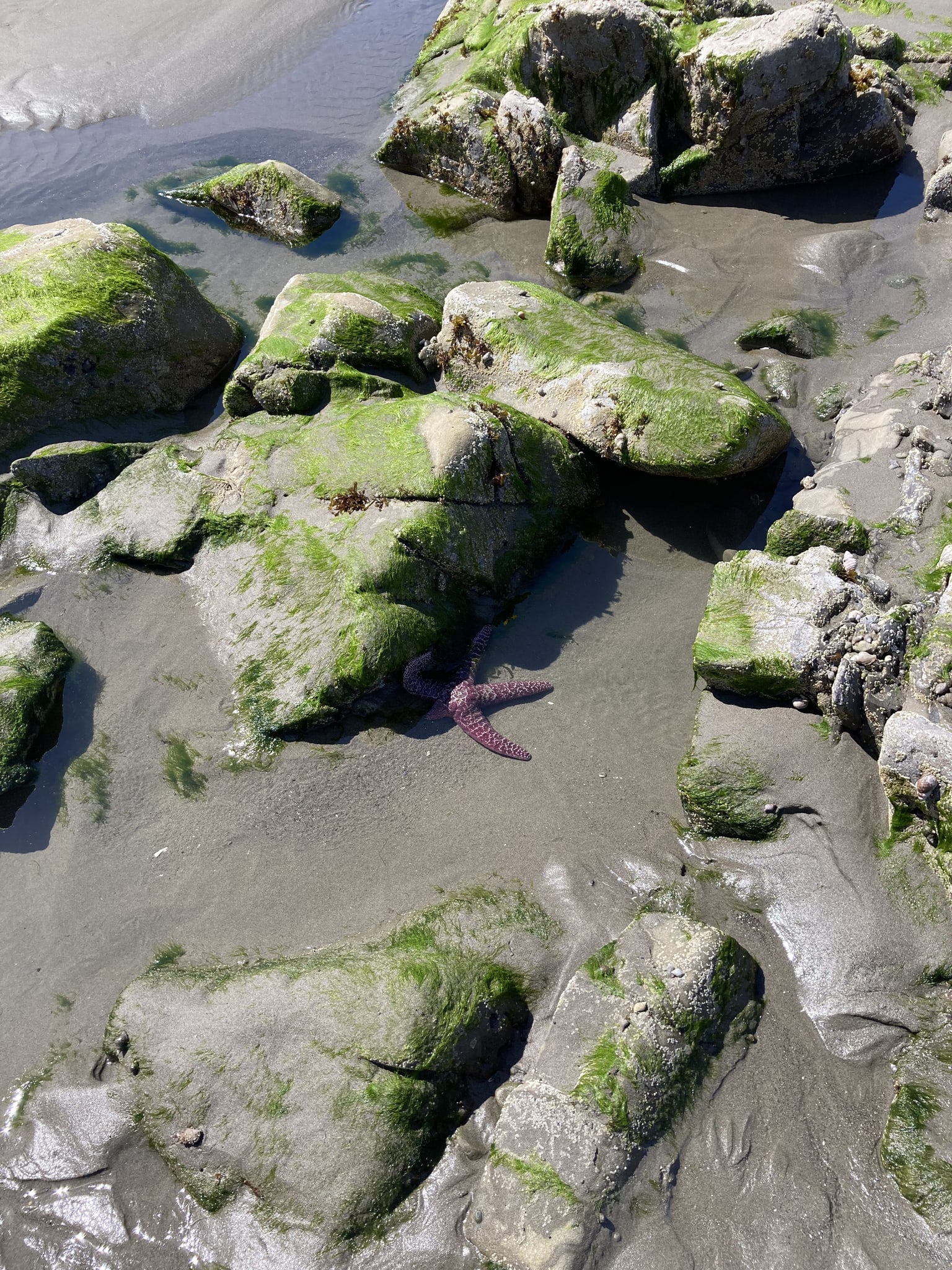 Purple sea stars in a tide pool between green seaweed-covered rocks