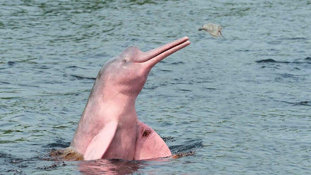 Pink Dolphin Frequency Anointing Oil