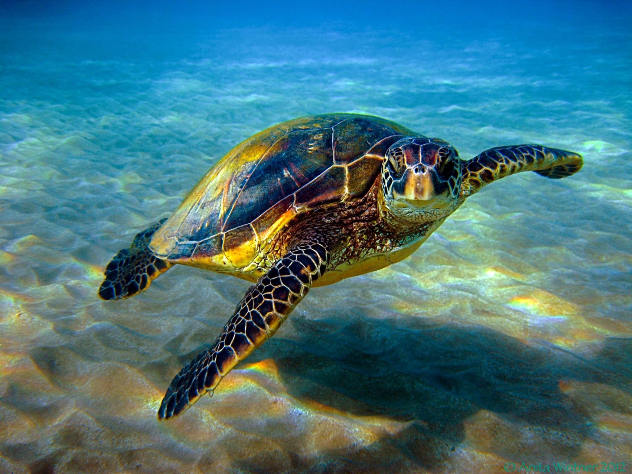 Sea Turtle Ritual Oil