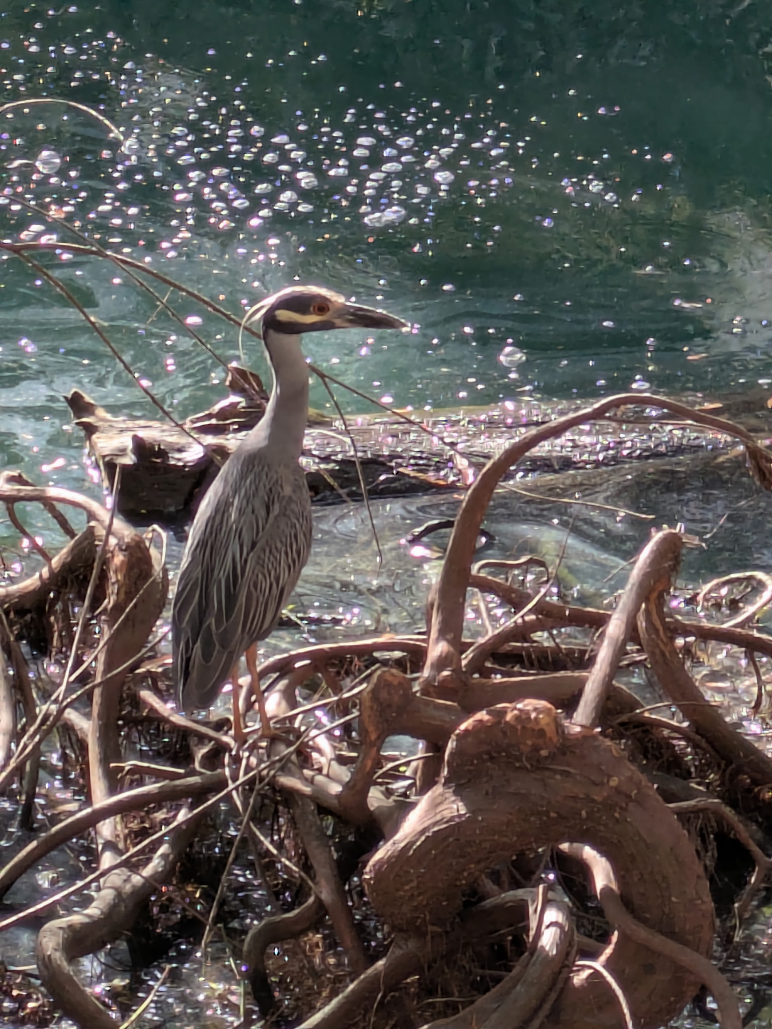 A heron standing among tangled branches beside shimmering water