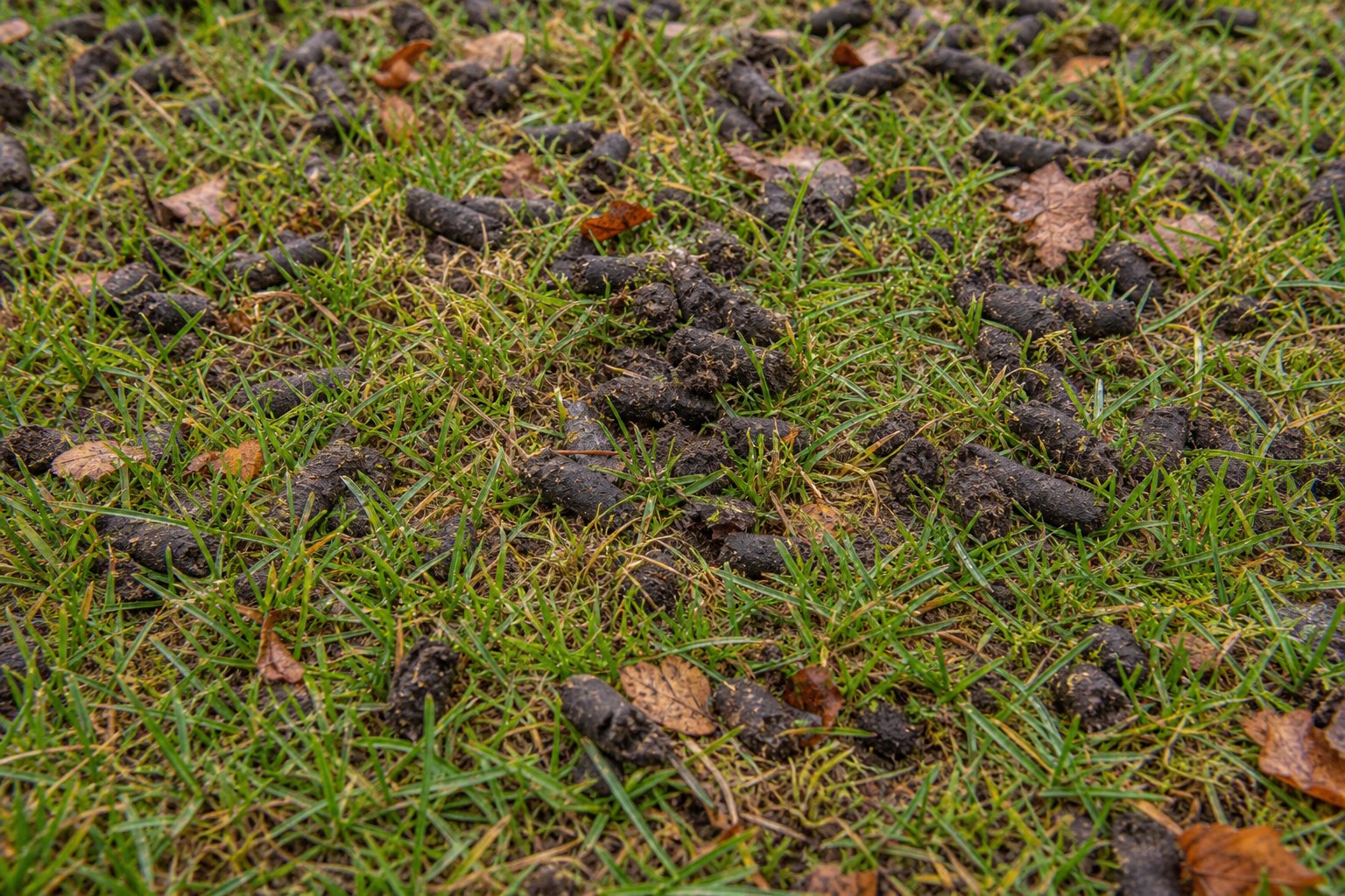 Soil plugs on a lawn after core aeration