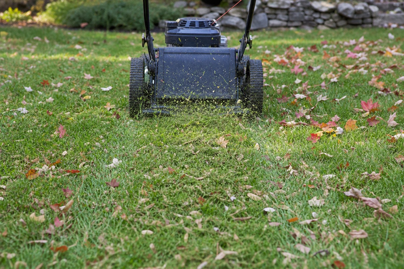 Mower finely mulching a light layer of leaves on a lawn