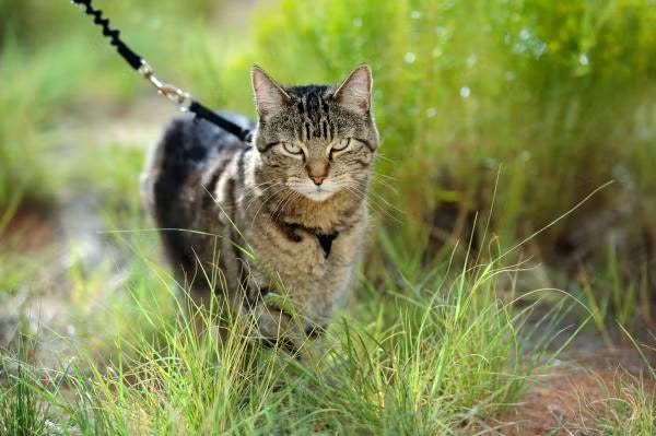 Can Cats Walk on a Leash?