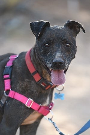 Dark colored dog with specks of white in his fur wearing a pink front-clip dog harness