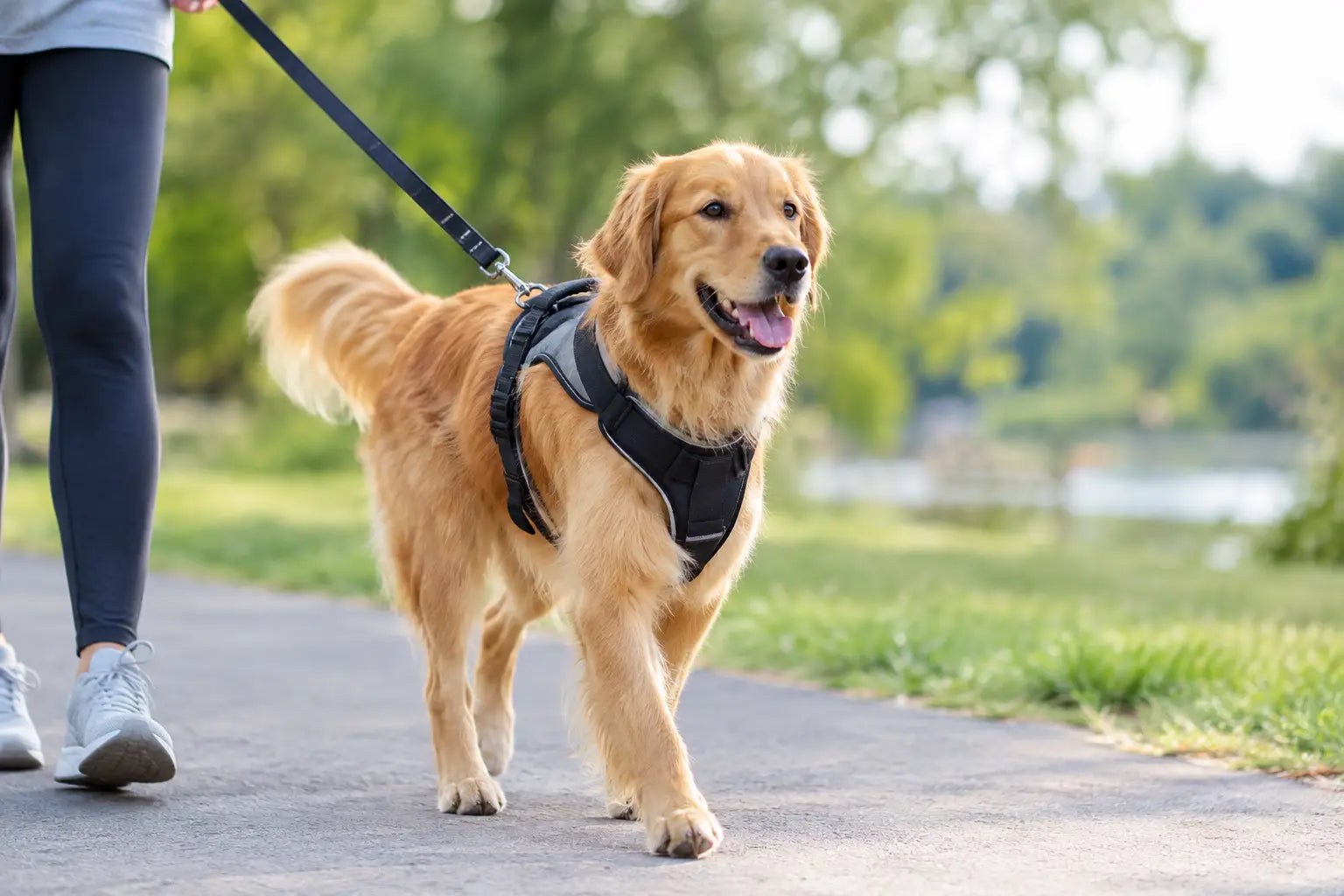 No Pull Harness Fit for More Comfortable Walks