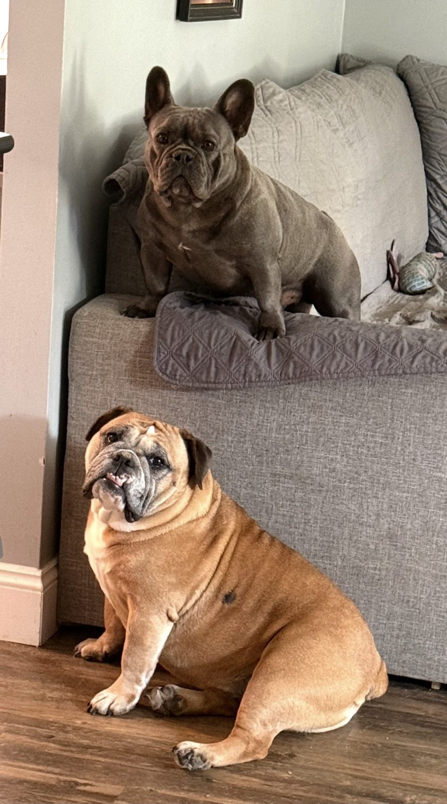 Two family bulldogs relaxing at home by the couch