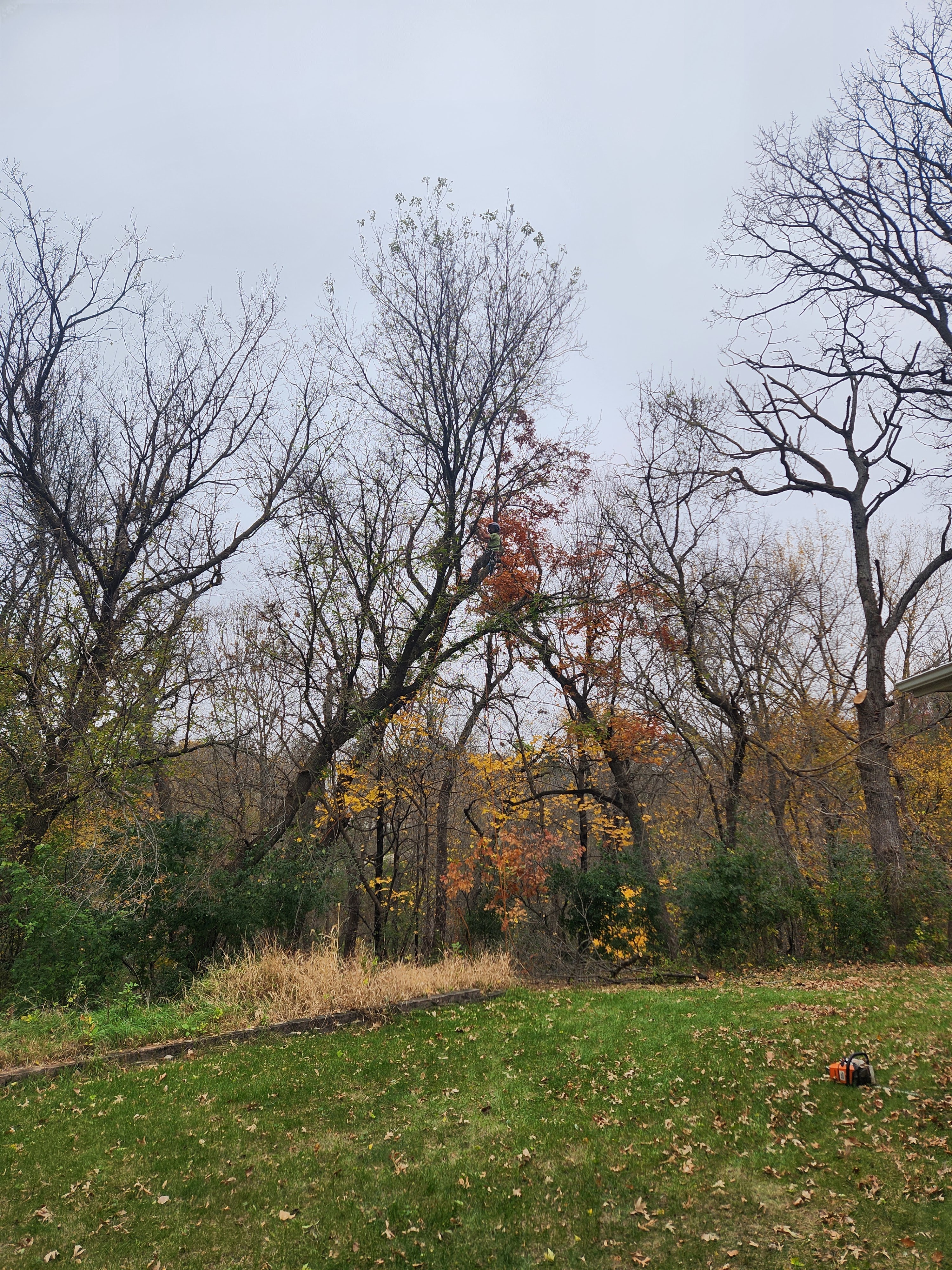 A climber evaluating a mature tree beside a home
