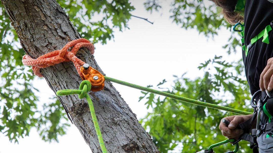 Close-up of a rope rigging device secured to a tree
