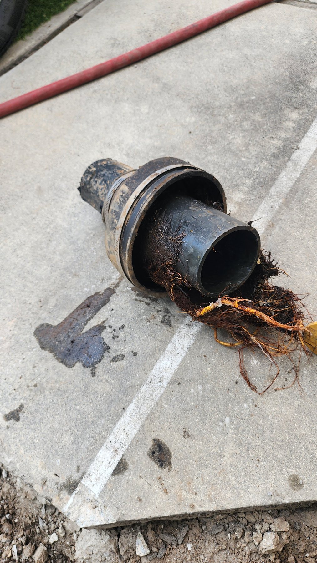 Removed sewer pipe section showing root intrusion
