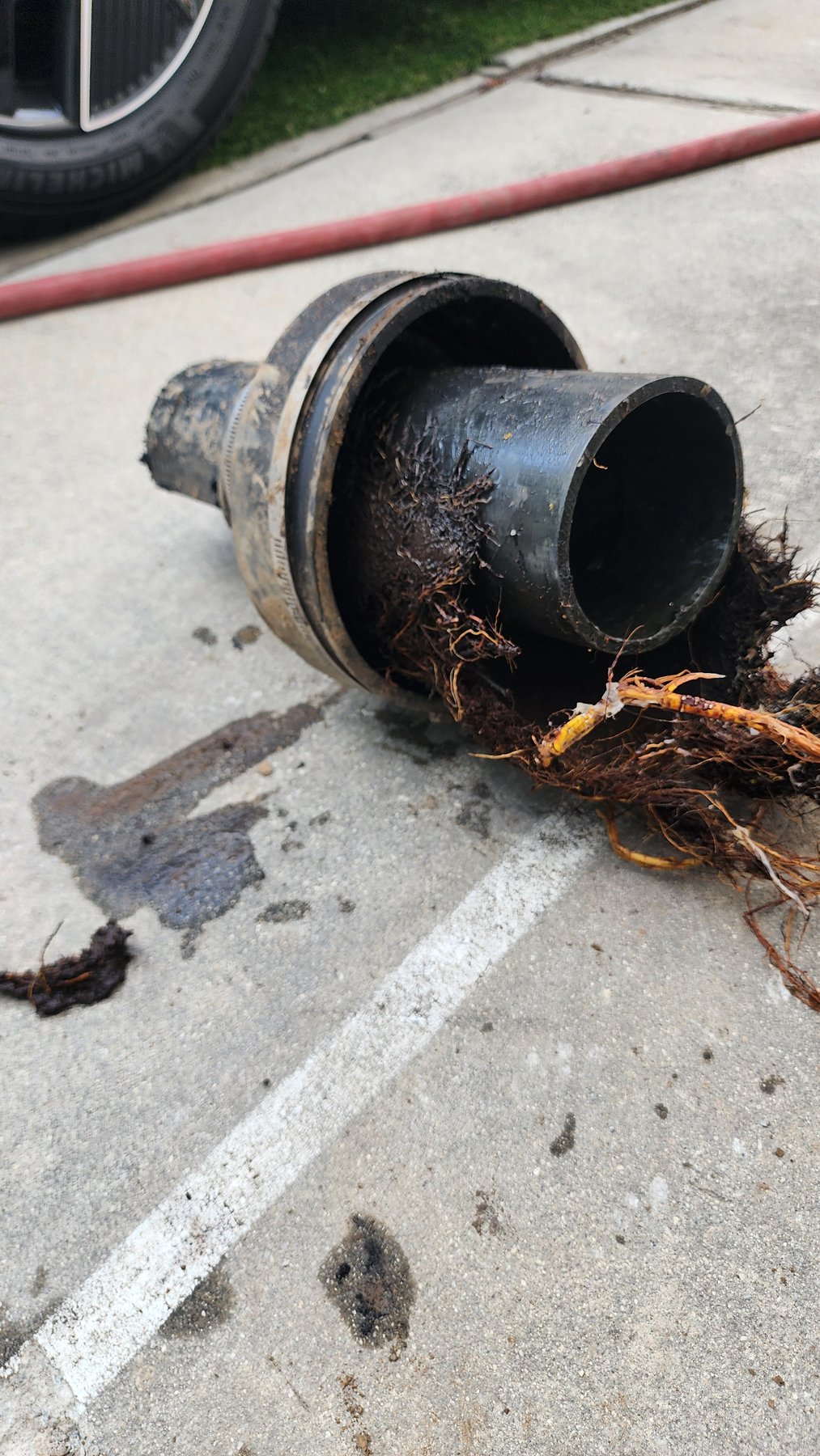 Close view of roots affecting a removed sewer pipe section
