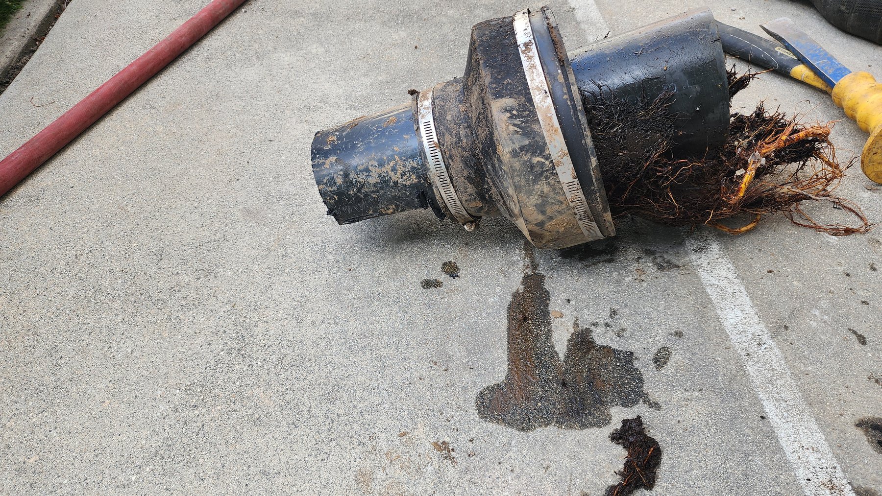 Removed sewer pipe section showing root intrusion