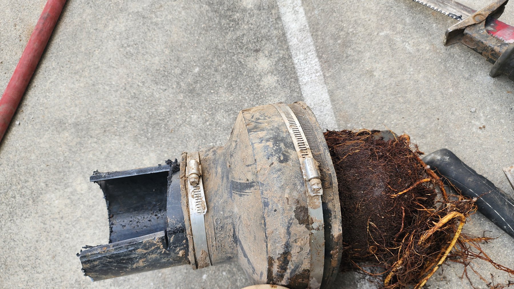 Damaged sewer pipe section with root intrusion visible
