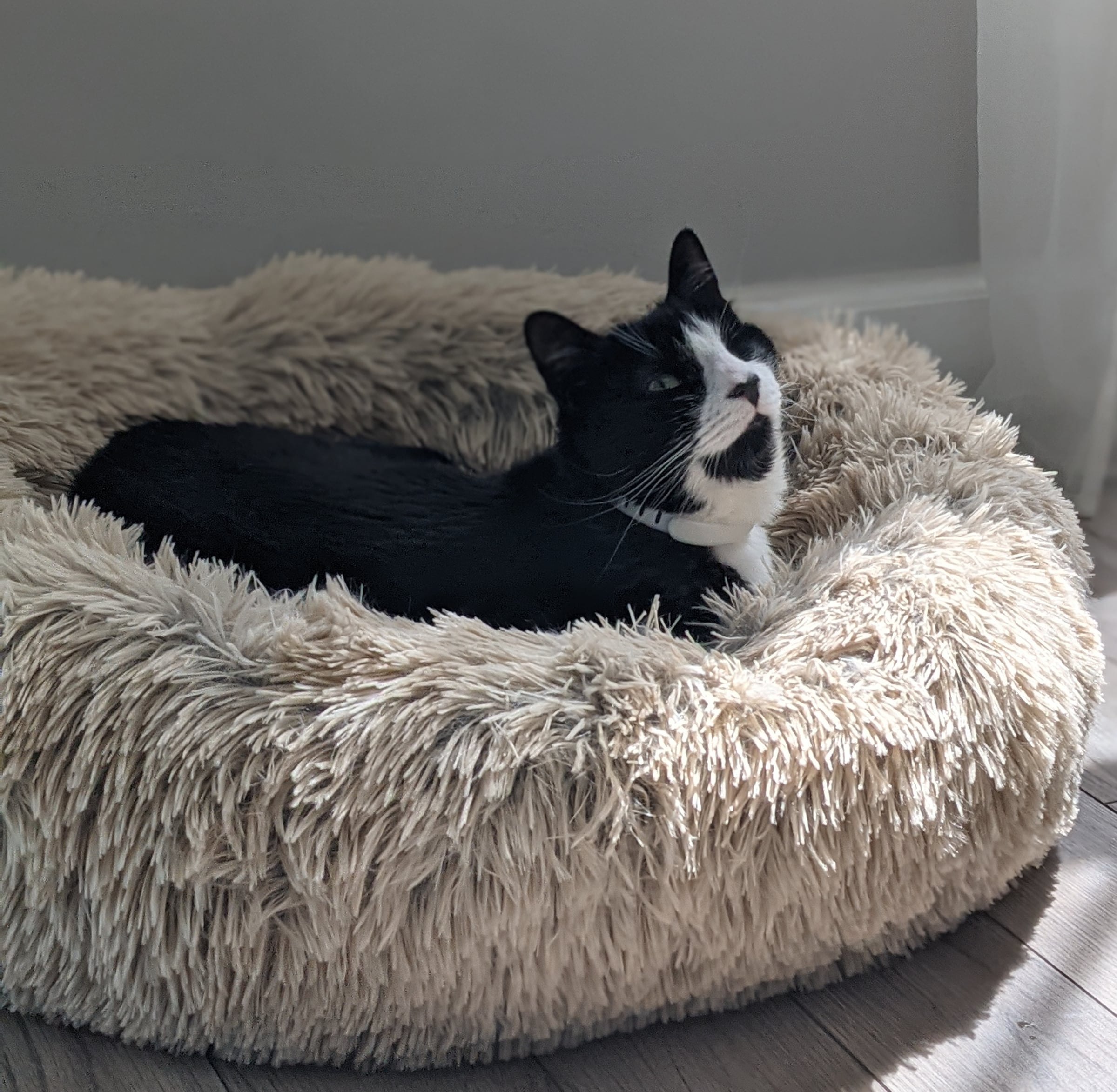 Black-and-white cat resting comfortably at home