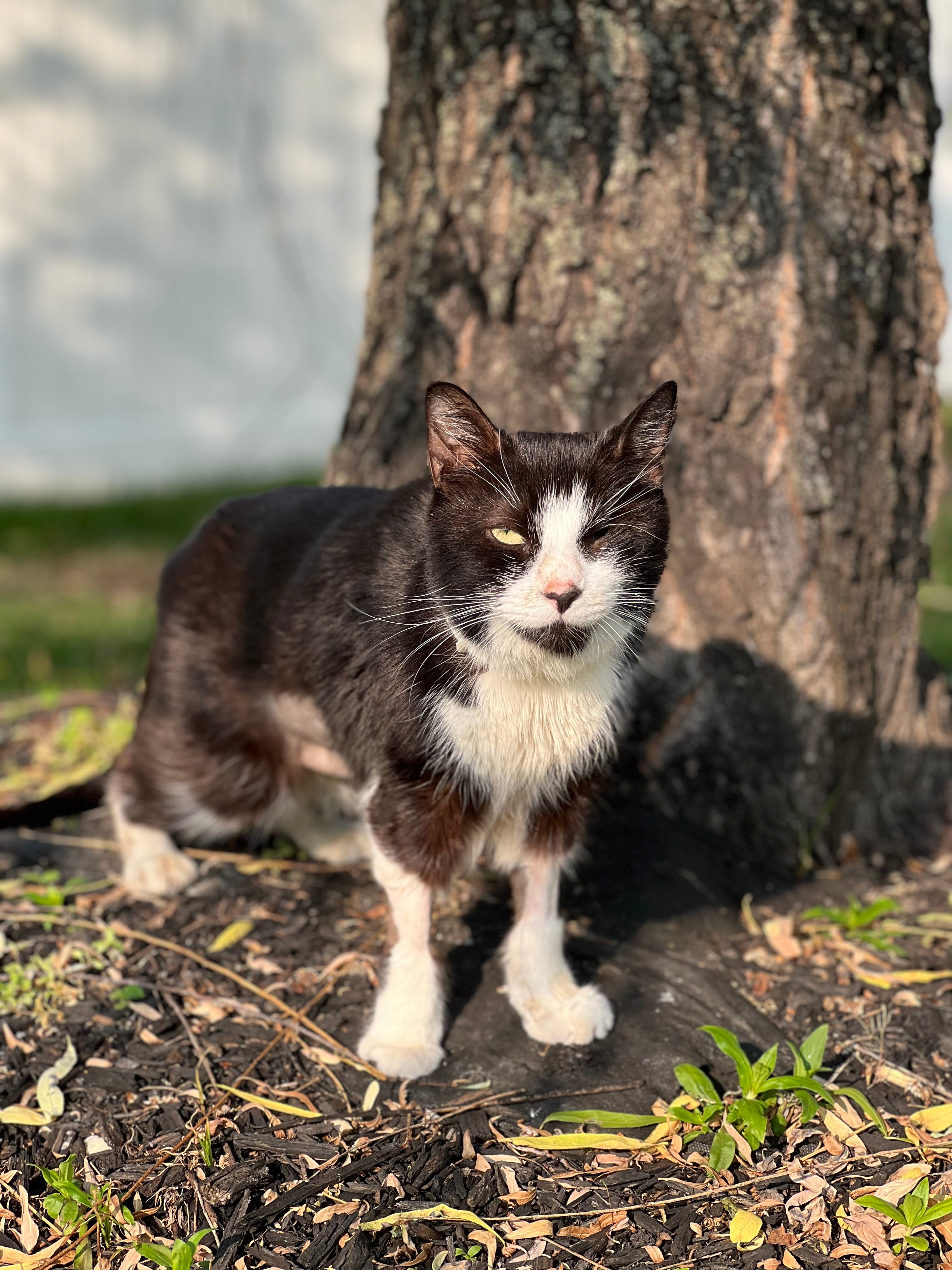 Eli, Jordana’s black-and-white cat, outside in the grass