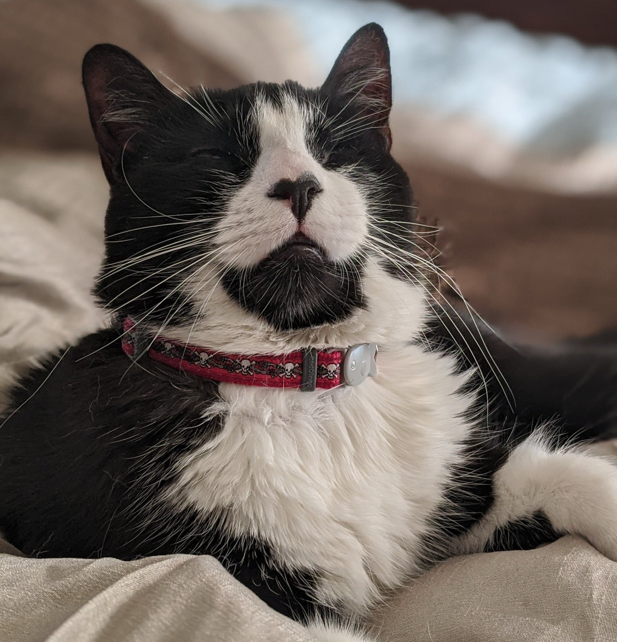 A black-and-white cat sitting comfortably indoors