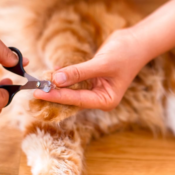 A cat receiving a gentle nail trim at home
