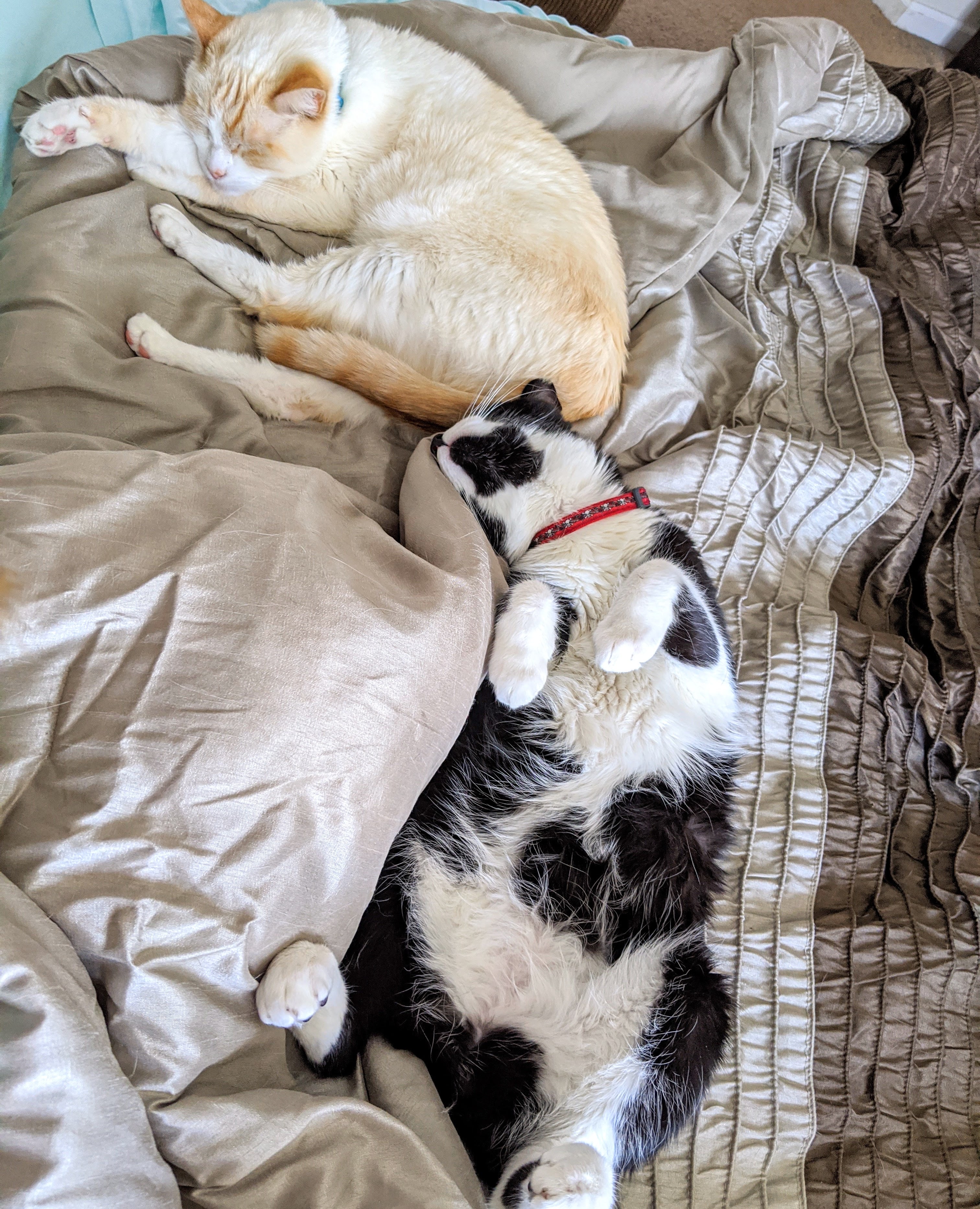 Two cats relaxing together on a bed