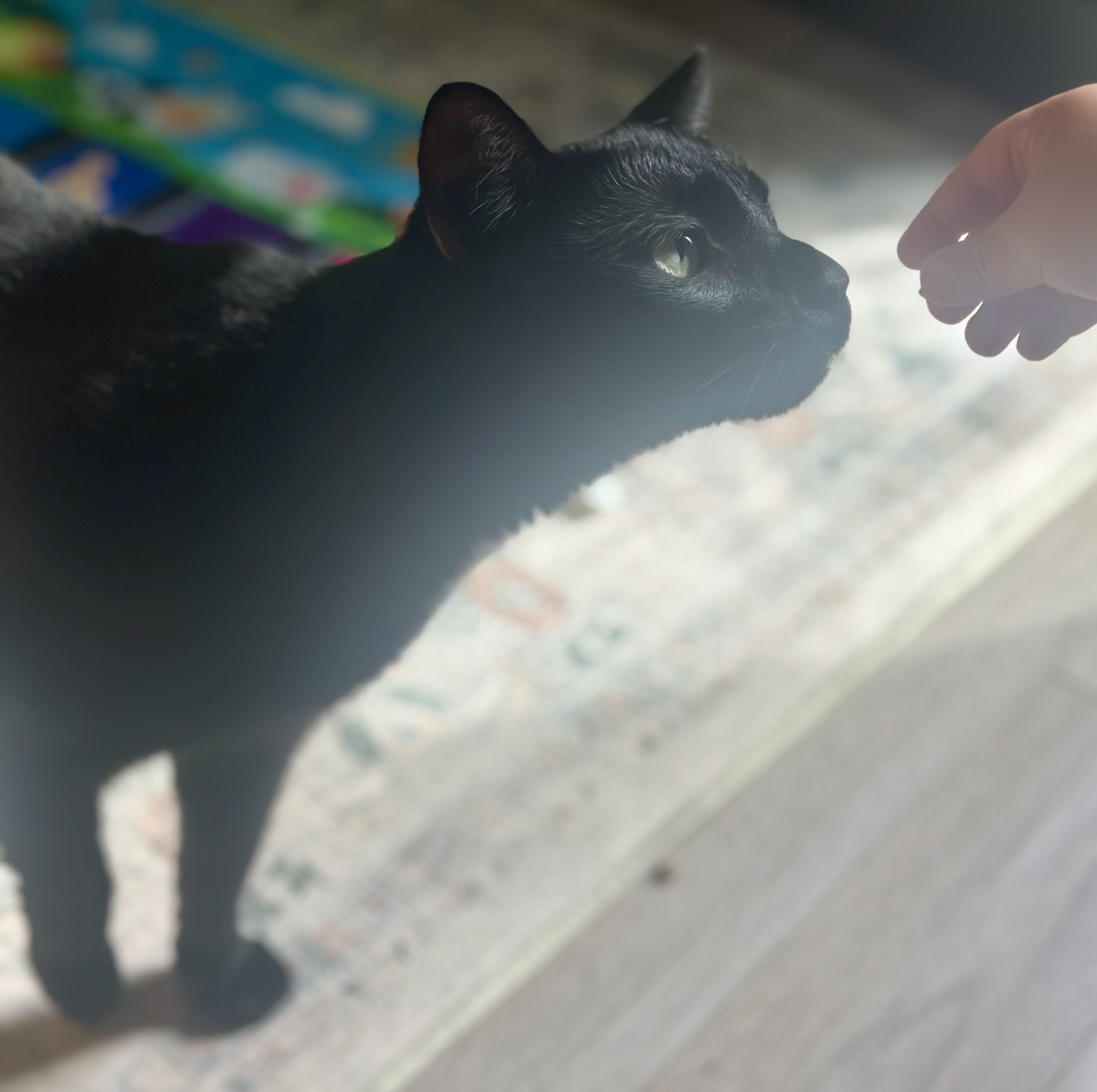 A black cat taking a treat from a hand