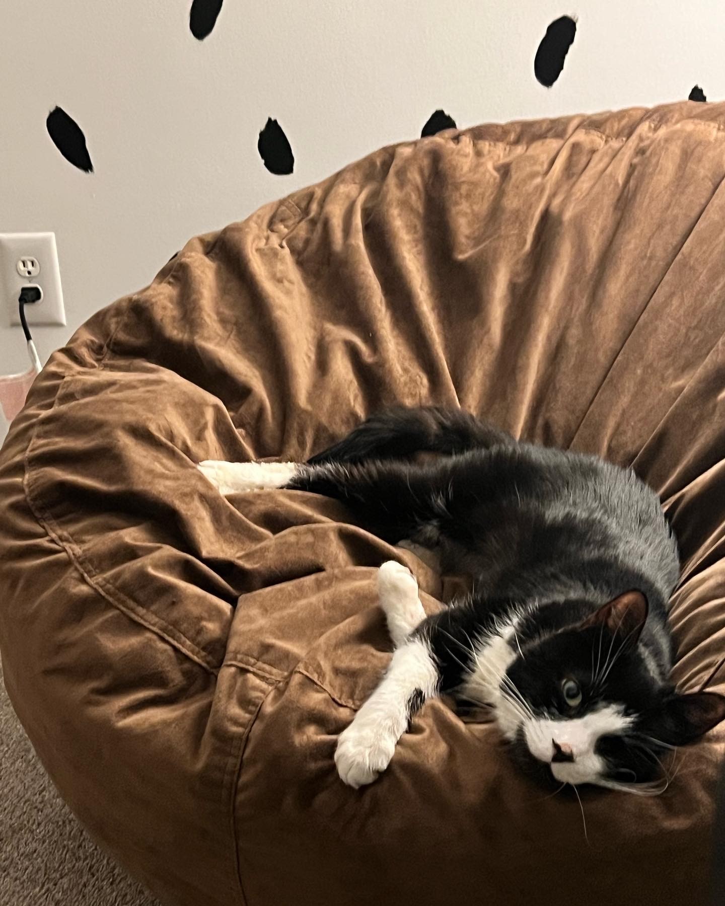 A black-and-white cat relaxing in a cozy chair
