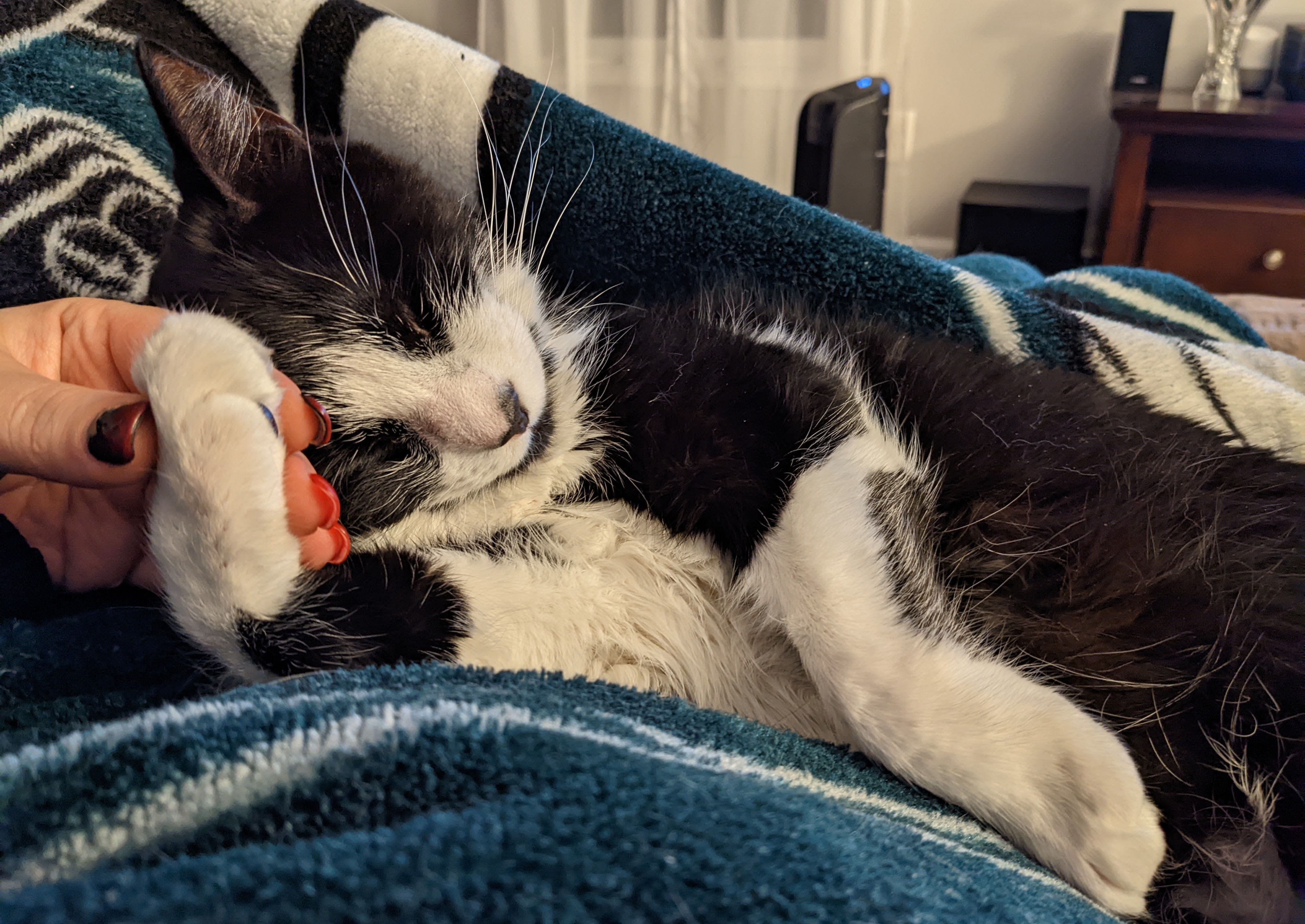 A relaxed cat receiving gentle paw care at home