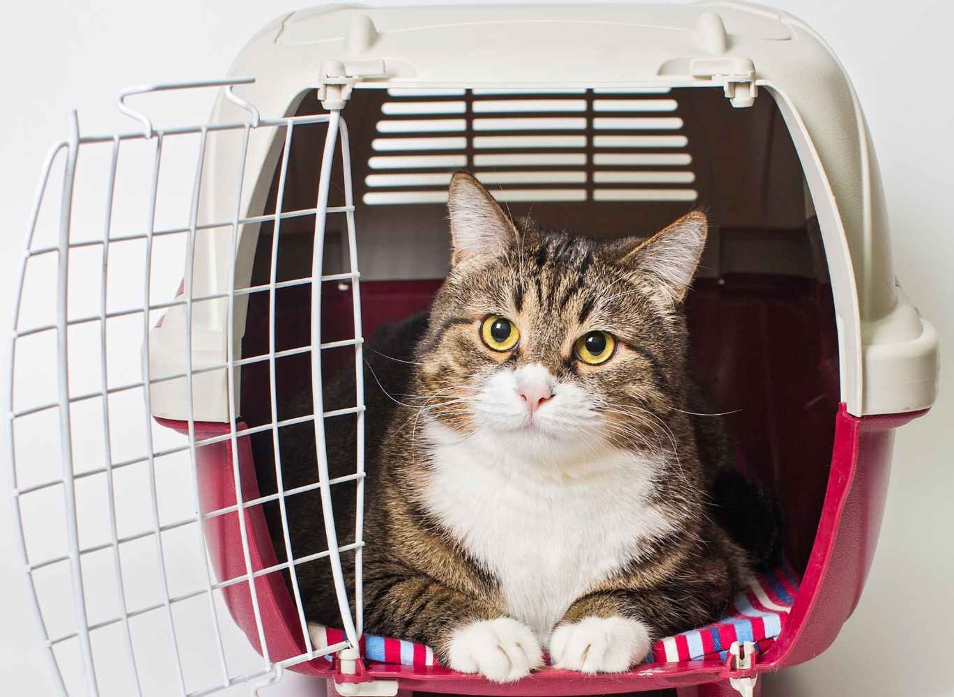 A cat resting calmly inside an open carrier