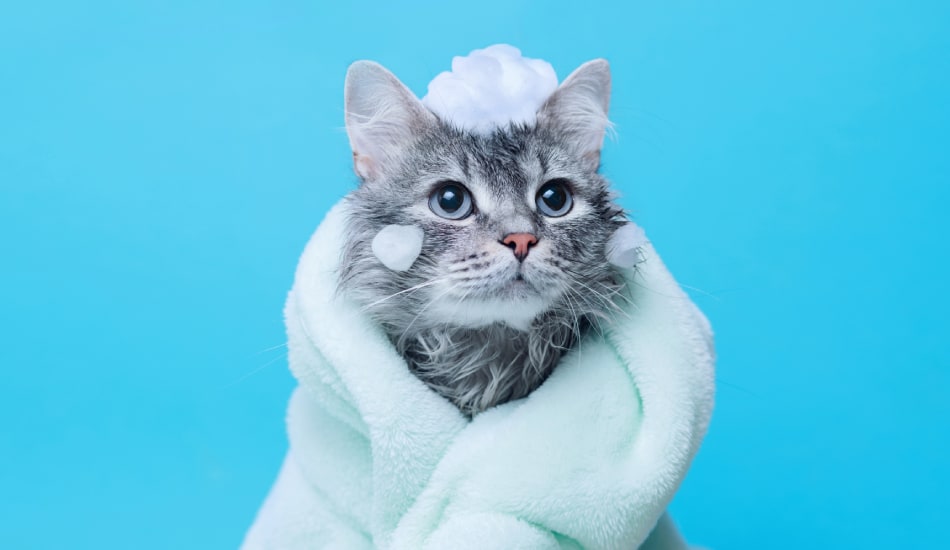 A fluffy gray cat wrapped in a towel after a spa day