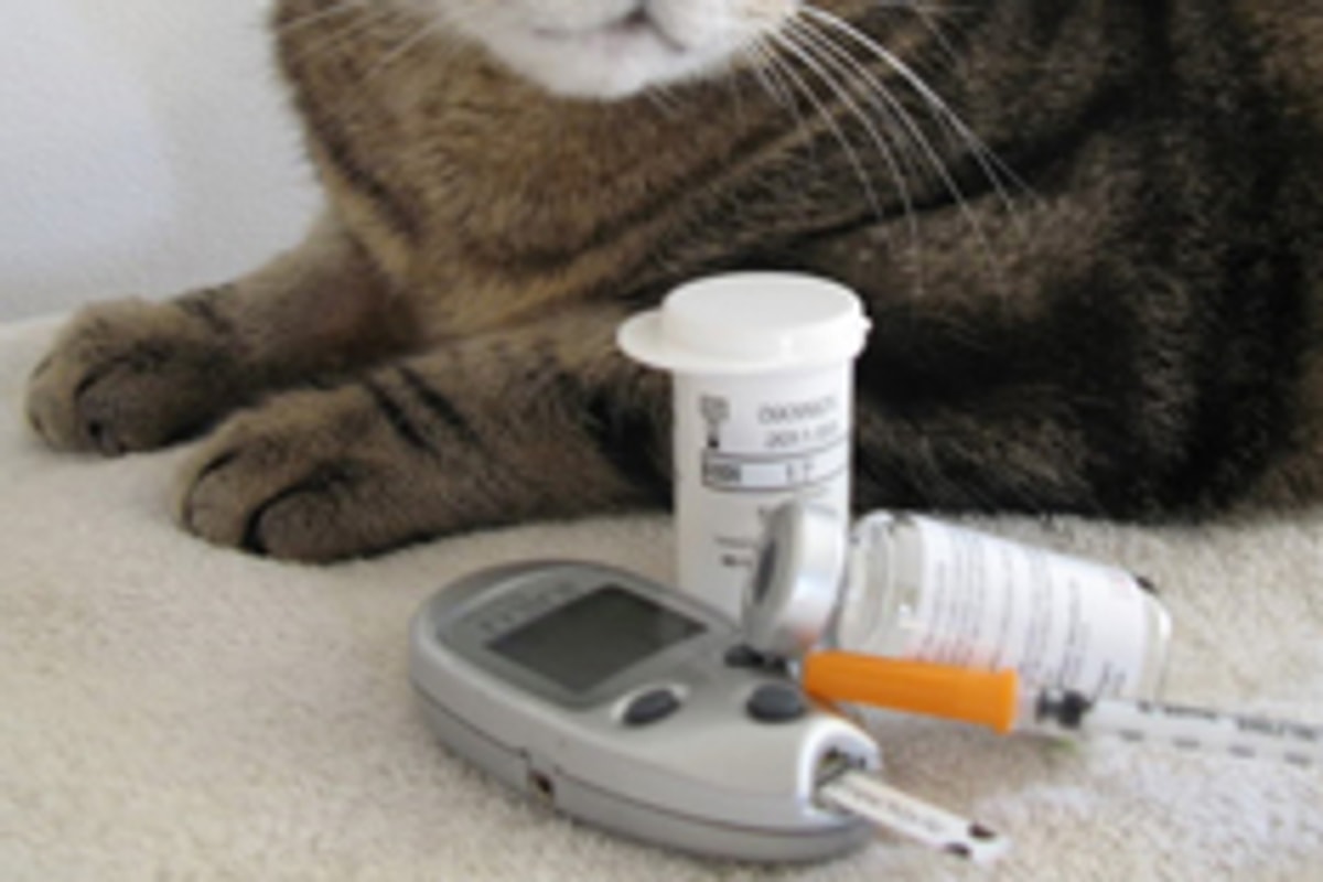 A cat’s paws beside blood glucose testing supplies