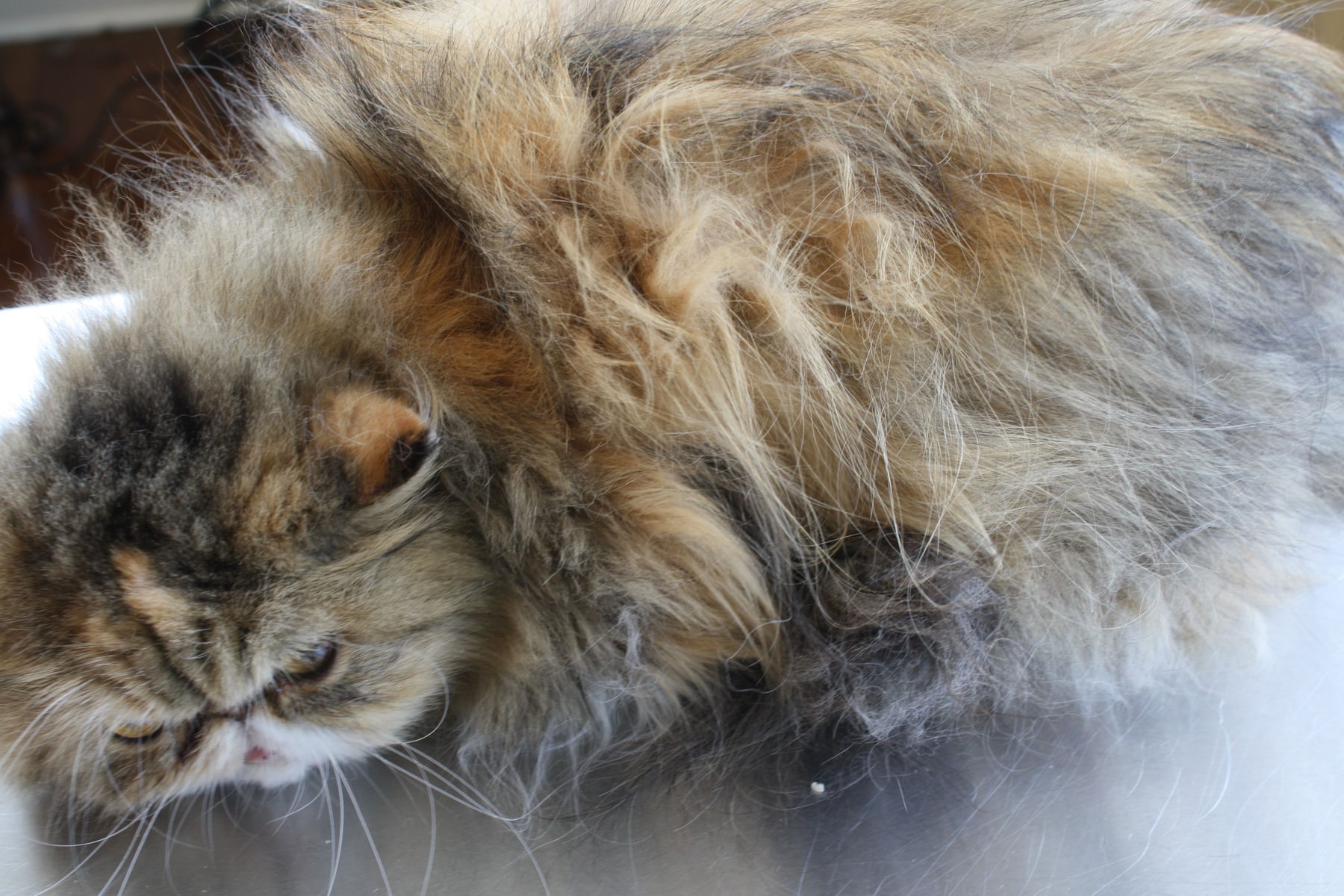 A long-haired cat needing coat care