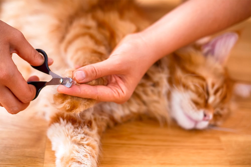 A cat receiving a gentle nail trim