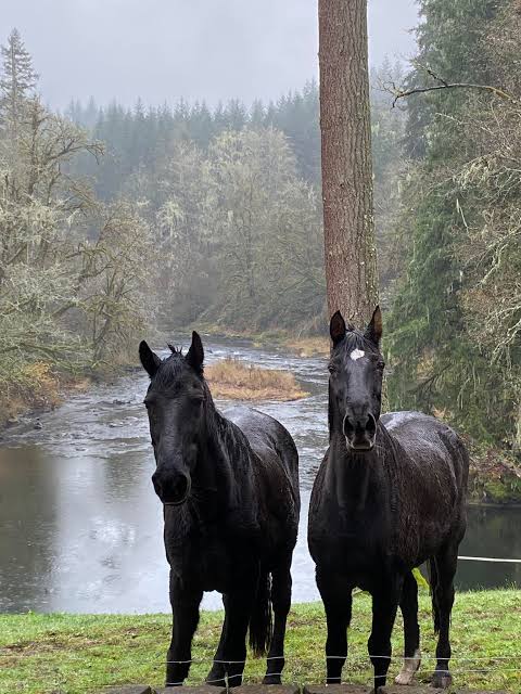 Two black horses beside a wooded stream