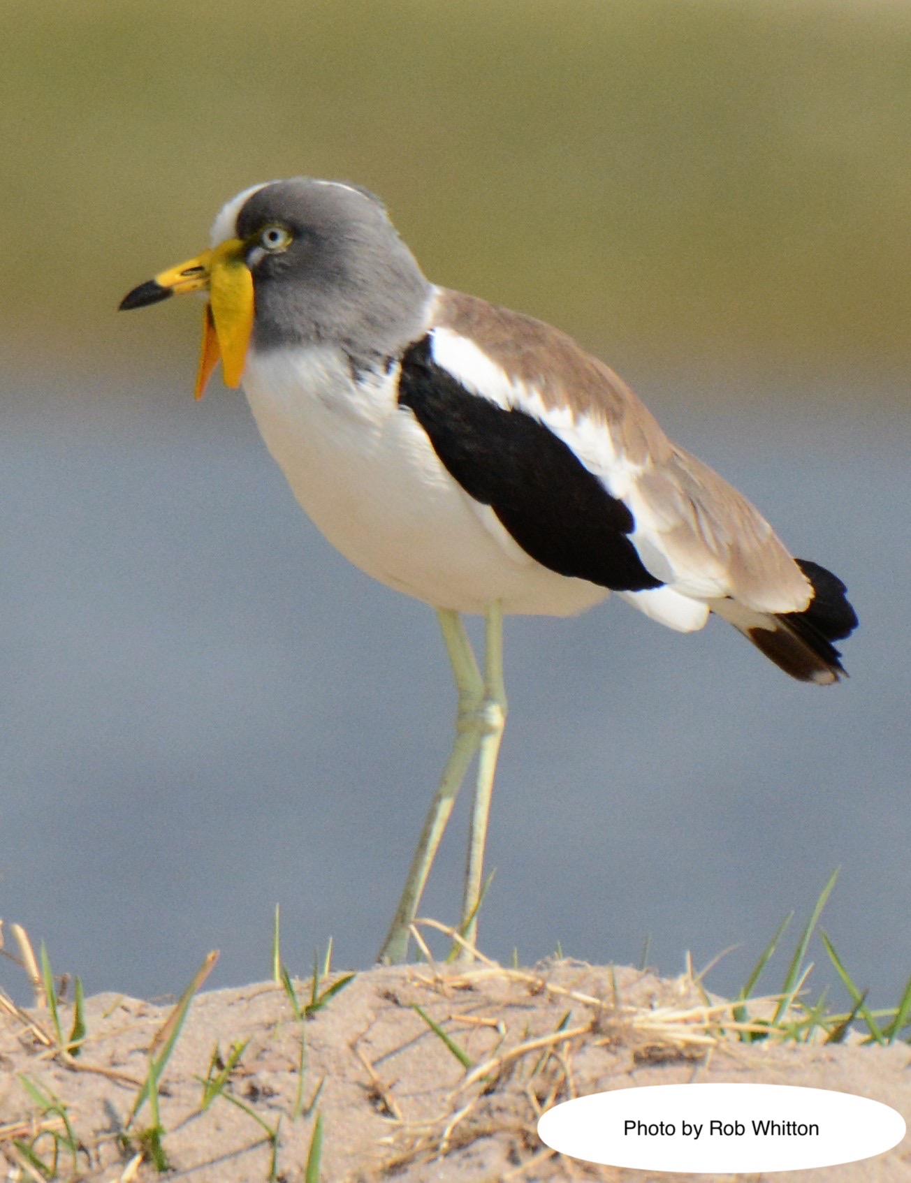 A bird holding a fish beside the water