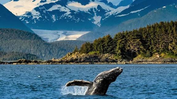 A whale breaching in the ocean with snowy mountains behind it