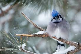 Blue jay perched on a snowy pine branch