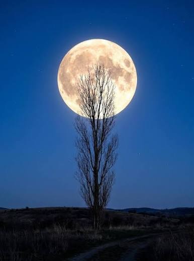 Full moon rising behind a bare tree